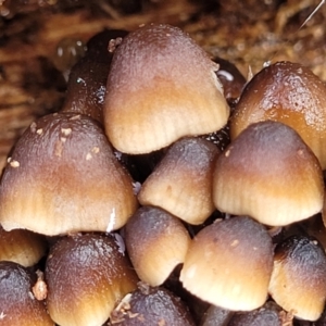 Mycena sp. at Lyneham, ACT - 13 May 2022