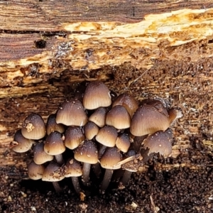 Mycena sp. at Lyneham, ACT - 13 May 2022