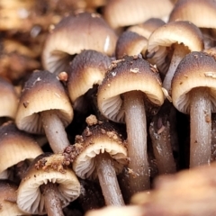 Mycena sp. at Lyneham, ACT - 13 May 2022