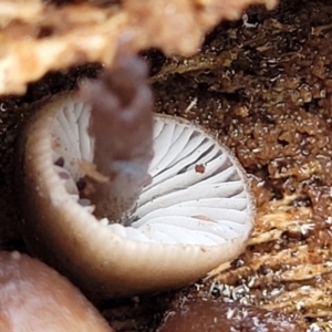 Mycena sp. at Lyneham, ACT - 13 May 2022