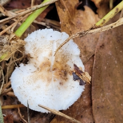 Lepiota sp. (Lepiota) at Sullivans Creek, Lyneham South - 13 May 2022 by trevorpreston