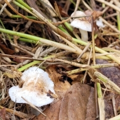 Lepiota sp. at Lyneham, ACT - 13 May 2022