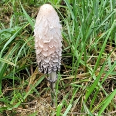 Coprinus comatus (Shaggy Ink Cap) at Sullivans Creek, Lyneham South - 13 May 2022 by trevorpreston