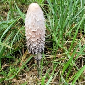 Coprinus comatus at Lyneham, ACT - 13 May 2022 12:13 PM