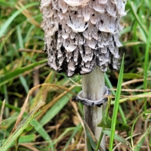 Coprinus comatus at Lyneham, ACT - 13 May 2022 12:13 PM