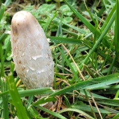 Coprinus comatus at Lyneham, ACT - 13 May 2022 12:13 PM