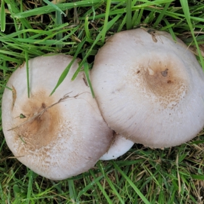 Agaricus sp. (Agaricus) at Sullivans Creek, Lyneham South - 13 May 2022 by trevorpreston