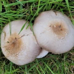 Agaricus sp. (Agaricus) at City Renewal Authority Area - 13 May 2022 by trevorpreston