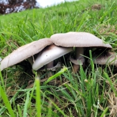 Agaricus sp. at Lyneham, ACT - 13 May 2022