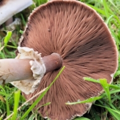 Agaricus sp. at Lyneham, ACT - 13 May 2022