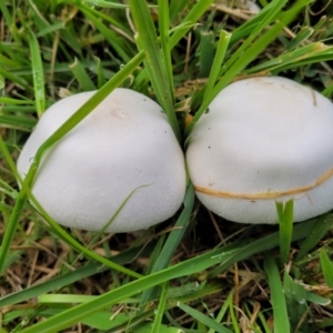 Agaricus sp. at Lyneham, ACT - 13 May 2022