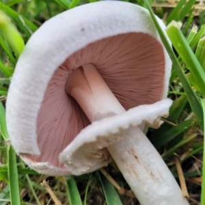 Agaricus sp. at Lyneham, ACT - 13 May 2022 12:18 PM