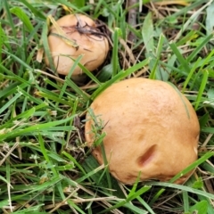 Unidentified Cap on a stem; pores below cap [boletes & stemmed polypores] at Sullivans Creek, Lyneham South - 13 May 2022 by trevorpreston