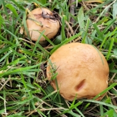 Unidentified Cap on a stem; pores below cap [boletes & stemmed polypores] (TBC) at O'Connor, ACT - 13 May 2022 by trevorpreston