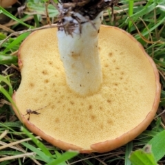 zz bolete at O'Connor, ACT - 13 May 2022 12:20 PM