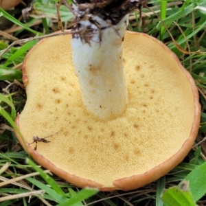 zz bolete at O'Connor, ACT - 13 May 2022