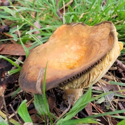 Unidentified Cap on a stem; gills below cap [mushrooms or mushroom-like] at O'Connor, ACT - 13 May 2022 by trevorpreston