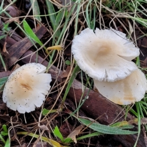 zz agaric (stem; gills white/cream) at Lyneham, ACT - 13 May 2022 12:22 PM