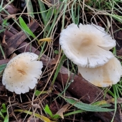 Unidentified Cap on a stem; gills below cap [mushrooms or mushroom-like] (TBC) at Lyneham, ACT - 13 May 2022 by trevorpreston