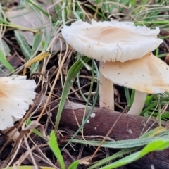 zz agaric (stem; gills white/cream) at Lyneham, ACT - 13 May 2022 12:22 PM