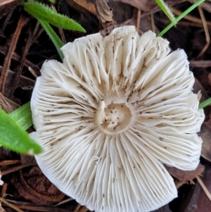 zz agaric (stem; gills white/cream) at Lyneham, ACT - 13 May 2022 12:22 PM