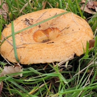 Lactarius deliciosus (Saffron Milkcap) at Lyneham Wetland - 13 May 2022 by trevorpreston