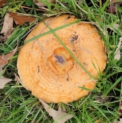 Lactarius deliciosus at Lyneham, ACT - 13 May 2022