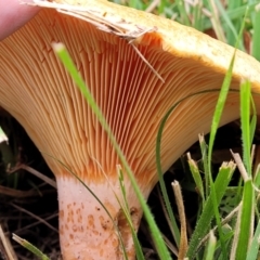 Lactarius deliciosus at Lyneham, ACT - 13 May 2022 12:25 PM