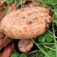 Lactarius deliciosus (Saffron Milkcap) at Lyneham, ACT - 13 May 2022 by trevorpreston