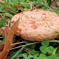 Lactarius deliciosus at Lyneham, ACT - 13 May 2022