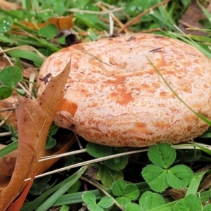 Lactarius deliciosus at Lyneham, ACT - 13 May 2022