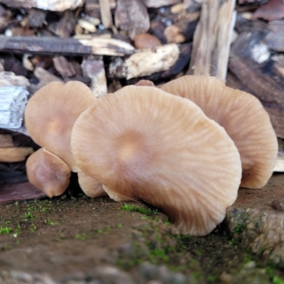Unidentified Cap on a stem; gills below cap [mushrooms or mushroom-like] at Sullivans Creek, Lyneham South - 13 May 2022 by trevorpreston