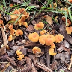 Unidentified Cap on a stem; gills below cap [mushrooms or mushroom-like] at Lyneham, ACT - 13 May 2022 by trevorpreston