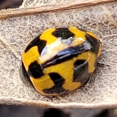 Coccinella transversalis (Transverse Ladybird) at Lyneham, ACT - 13 May 2022 by trevorpreston