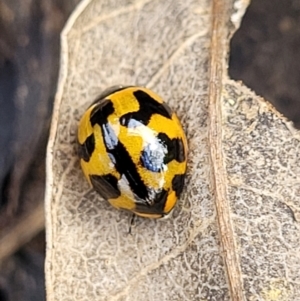 Coccinella transversalis at Lyneham, ACT - 13 May 2022