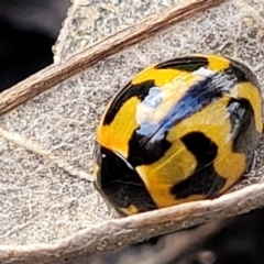 Coccinella transversalis at Lyneham, ACT - 13 May 2022