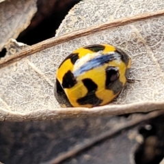 Coccinella transversalis at Lyneham, ACT - 13 May 2022