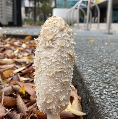 Coprinus comatus (Shaggy Ink Cap) at Phillip, ACT - 13 May 2022 by AJB