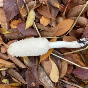 Coprinus comatus at Phillip, ACT - 13 May 2022 10:47 AM