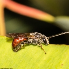 Lasioglossum (Parasphecodes) sp. (subgenus) (Halictid Bee) at Acton, ACT - 13 May 2022 by Roger