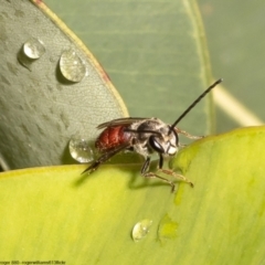 Lasioglossum (Parasphecodes) sp. (genus & subgenus) at Acton, ACT - 13 May 2022 12:30 PM