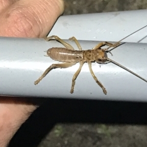 Gryllacrididae (family) at Ben Boyd National Park - 22 Apr 2022 08:35 PM