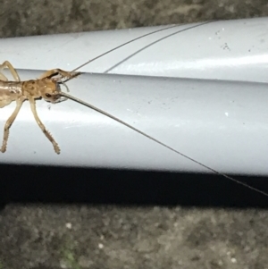 Gryllacrididae (family) at Ben Boyd National Park - 22 Apr 2022 08:35 PM