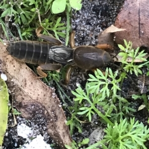 Gryllotalpa sp. (genus) at Green Cape, NSW - 23 Apr 2022