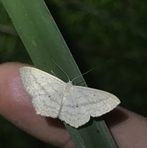 Scopula rubraria at Green Cape, NSW - 22 Apr 2022 07:33 PM