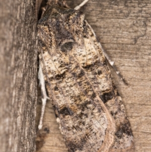 Agrotis porphyricollis at Melba, ACT - 9 May 2022 12:23 AM