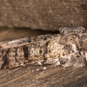 Agrotis porphyricollis at Melba, ACT - 9 May 2022