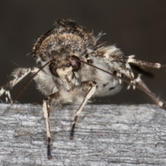 Agrotis porphyricollis at Melba, ACT - 9 May 2022