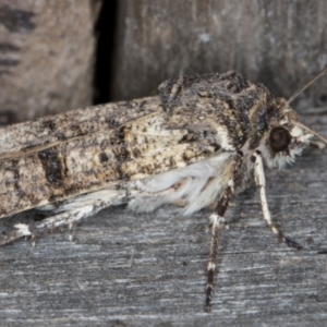 Agrotis porphyricollis at Melba, ACT - 9 May 2022