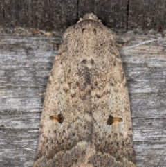 Proteuxoa tibiata (Horseshoe Noctuid) at Melba, ACT - 9 May 2022 by kasiaaus